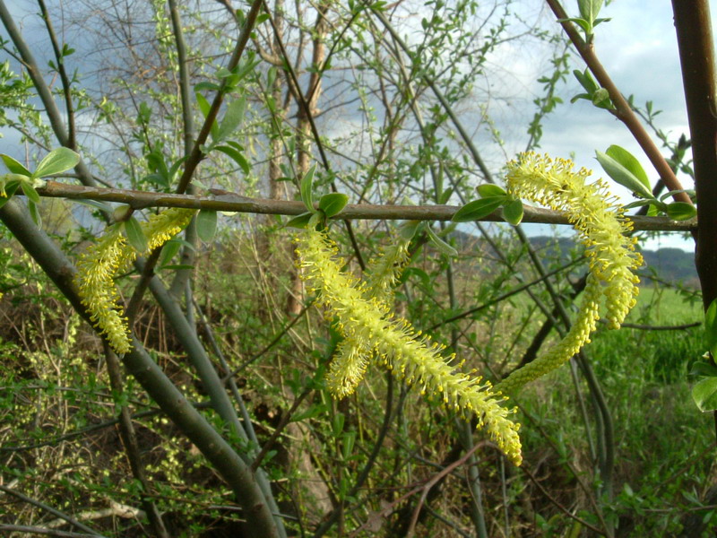 Salix 1